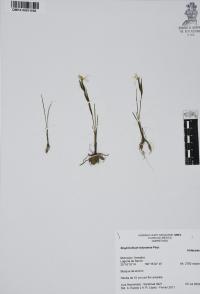 Sisyrinchium tolucense image